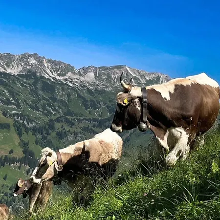 Allgaeu Traum *